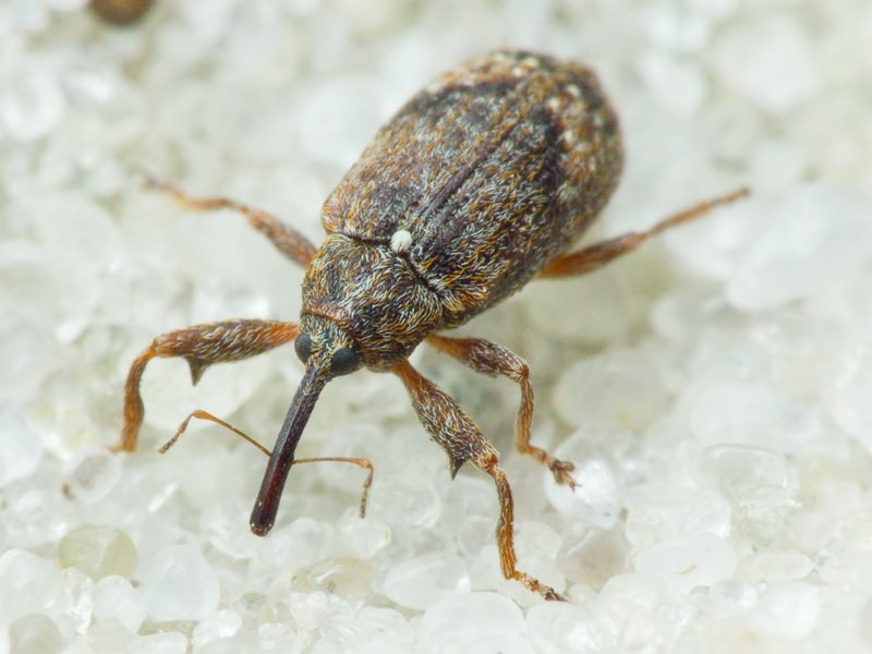 Anthonomus (Anthonomus) pomorum (Linnaeus, 1758)